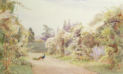 Giardino estivo con un pavone